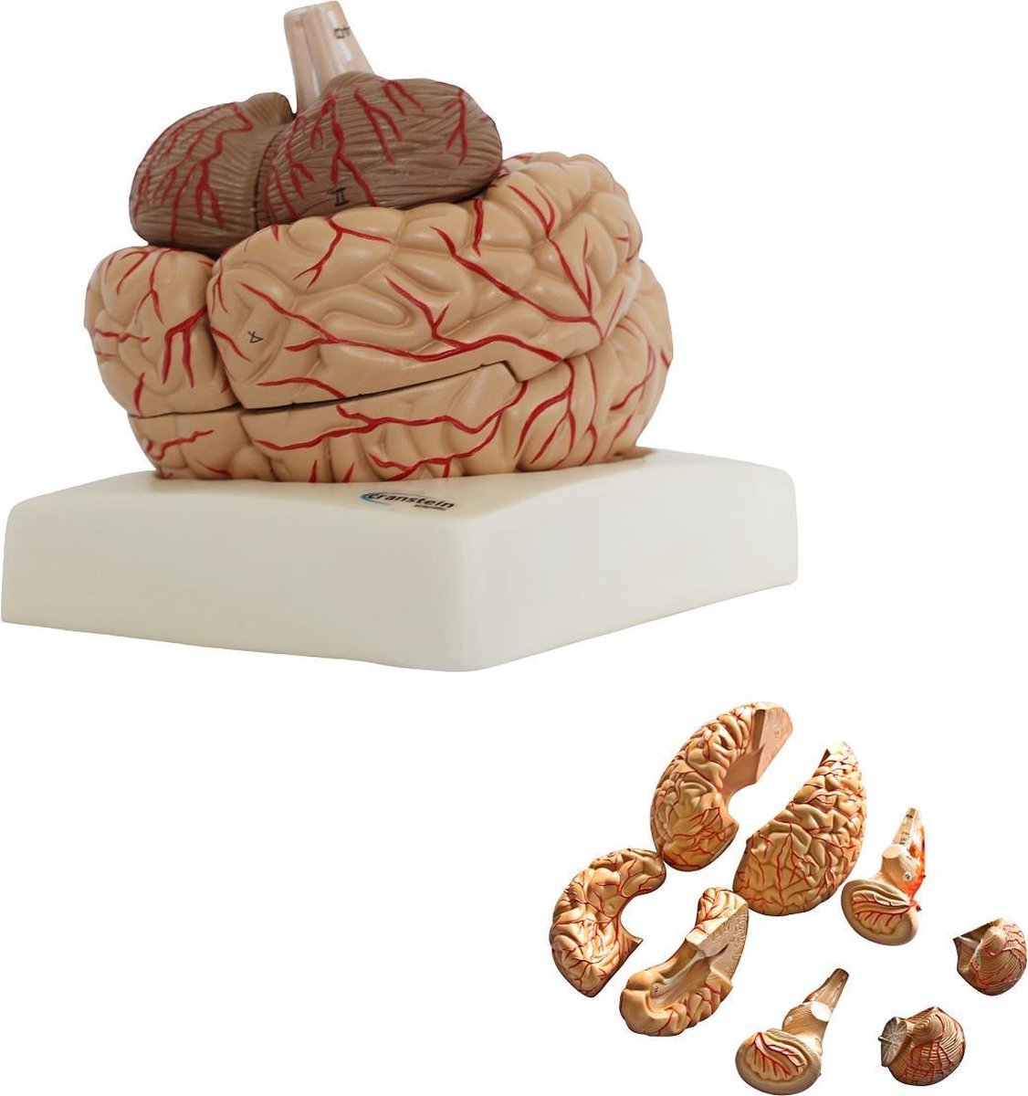 Het menselijk lichaam - anatomie model van de hersenen met bloedvaten, 8-delig