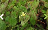 6 x Epimedium Versicolor 'Sulphureum' - Elfenbloem pot 9x9cm