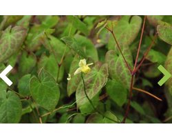 6 x Epimedium Versicolor 'Sulphureum' - Elfenbloem pot 9x9cm