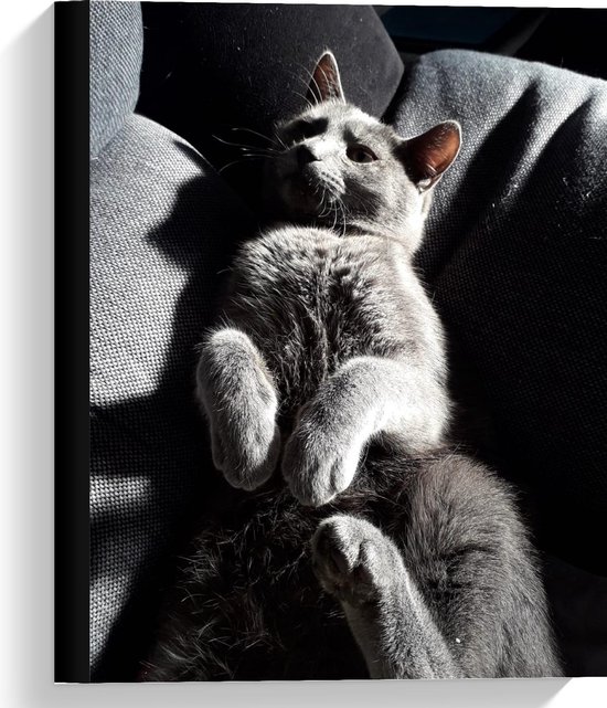 Toile Chat Gris Mignon Tableau 30x40cm Sur Toile Decoration Murale Sur Toile Bol Com Toile Chat Gris Mignon Tableau 30x40cm Sur Toile Decoration Murale Sur Toile Bol Com