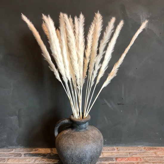 Pampas pluimen Pampas gras Droogbloemen 15 stuks BloomitUp