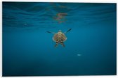Forex - Schildpad met Vissen in het Water - 60x40cm Foto op Forex