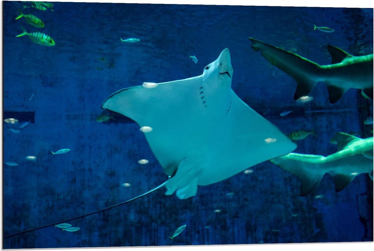 Dibond - Rog in Aquarium - 90x60cm Foto op Aluminium (Met Ophangsysteem)