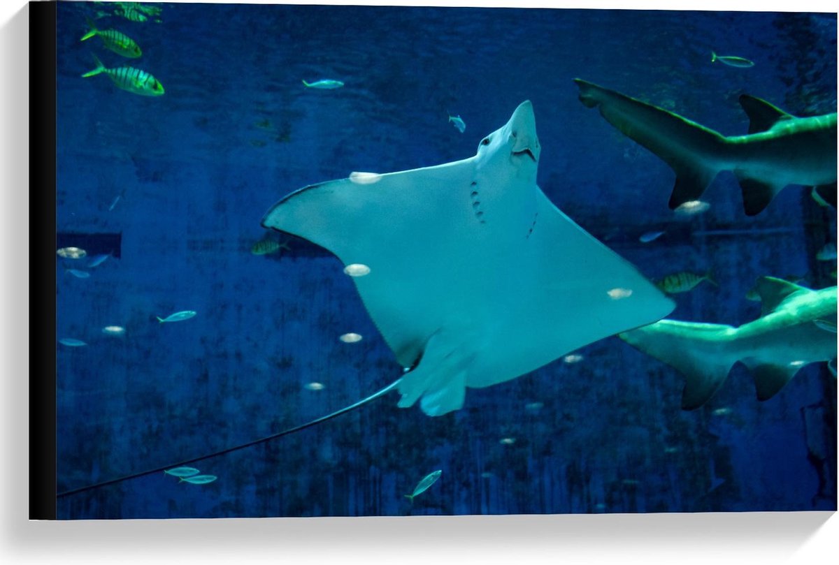 Canvas - Rog in Aquarium - 60x40cm Foto op Canvas Schilderij (Wanddecoratie op Canvas)