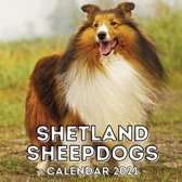 Shetland Sheepdogs