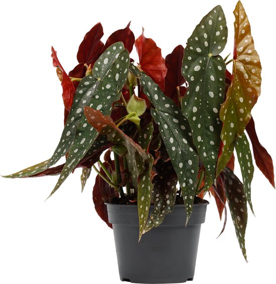 Begonia Maculata - Hoogte 45cm Potmaat  17 - Bektas Plants