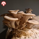 Oesterzwam kweekset XL - Kant en klaar - Zelf paddenstoelen kweken