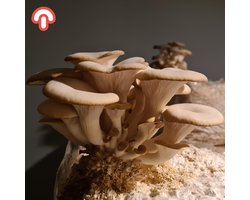 Samzwam Grow Kit - Oesterzwam kweekset XL - Klaar voor gebruik - Zelf paddenstoelen kweken - DIY - 3 KG