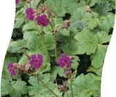 6x Geranium macrorrhizum'Czakor' Lev. P9 - Ooievaarsbek