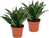 2x Kamerplant Draceana Compacta - Drakenbloedsboom - ↕ ± 25cm - 12cm diameter