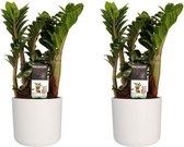 Zamio Zenzi met Elho B.for soft white