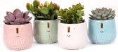Succulenten mix Ø8,5cm in Graciosa sierpot - 3 stuks