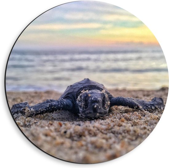 Dibond Wandcirkel - Babyzeeschildpad op Strand  - 40x40cm Foto op Aluminium Wandcirkel (met ophangsysteem)