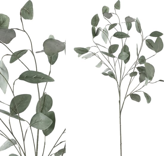 Branche d'eucalyptus vert PTMD - Feuilles plant' eucalyptus vert PTMD
