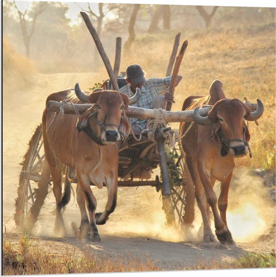 Dibond - Man Op een Ossenwagen - 80x80cm Foto op Aluminium (Met Ophangsysteem)