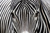 Schilderij - Zebra. - Zwart, Wit En Grijs - 120 X 80 Cm Dibond 80 X 120 Cm Close-up Zebra.