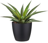 Cactus van Botanicly – Mangave Pineapple Express incl. sierpot zwart als set – Hoogte: 15 cm