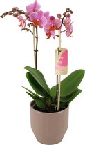 Orchidee van Botanicly – Vlinder orchidee in Zandkleurige keramiek pot 'Eline' als set – Hoogte: 50 cm, 2 takken – Phalaenopsis Multiflora Santa Rosa