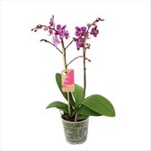 Orchidee van Botanicly – Vlinder orchidee – Hoogte: 50 cm, 2 takken – Phalaenopsis Multiflora Tessa