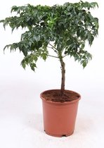 Kamerplant van Botanicly – China Doll plant – Hoogte: 75 cm – Radermachera