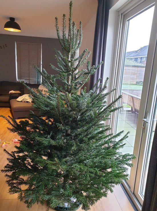 Nordmann kerstboom -140 CM - A Kwaliteit - Echte Kerstboom voor in Huis -  Gezaagd... | bol.com