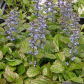 25 x Ajuga reptans - Kruipend Zenegroen in 9x9cm pot met hoogte 5-10cm