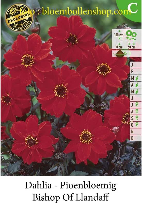 DAHLIA BISHOP OF LLANDAFF