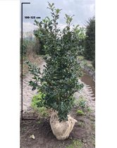 25 x Gewone hulst maat 100-125 cm (Ilex aquifolium)