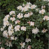 Rhododendron Cunninghams White Totaalhoogte 120-140 cm