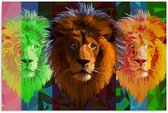 Schilderij - Drie leeuwen in verschillende kleuren