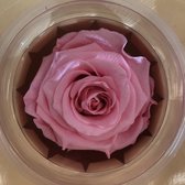 Geprepareerde roos roze