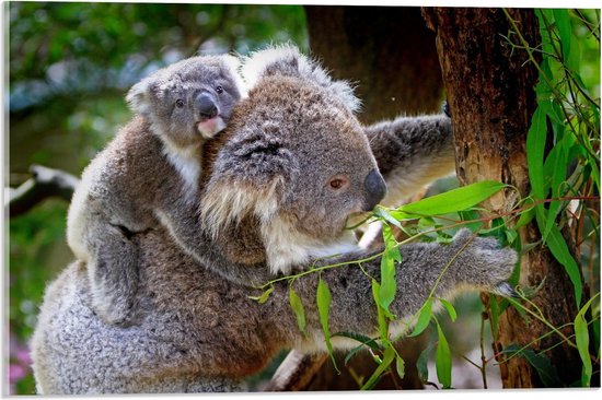 Acrylglas - Moeder met Baby Koala - 60x40cm Foto op Acrylglas (Met Ophangsysteem)