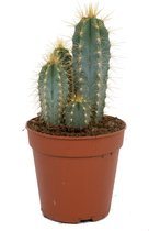 Sterke Cactus - Pilosocereus Azureus - ± 20cm hoog – 12cm diameter