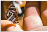 Forex - Vlinder op Hand - 60x40cm Foto op Forex