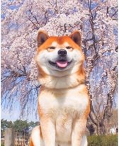Diamond painting Mona Lisa compleet pakket: Japanse hond (shiba) 50x40cm