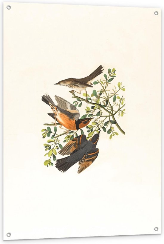 Tuinposter – Getekende Vogels op een Takje - 80x120cm Foto op Tuinposter  (wanddecoratie voor buiten en binnen)