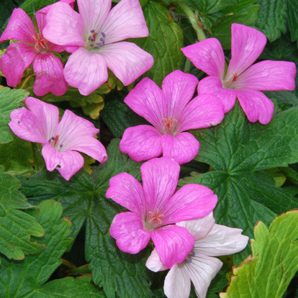 24 x Geranium Endressi - Ooievaarsbek Pot 9x9cm - Lentedeal