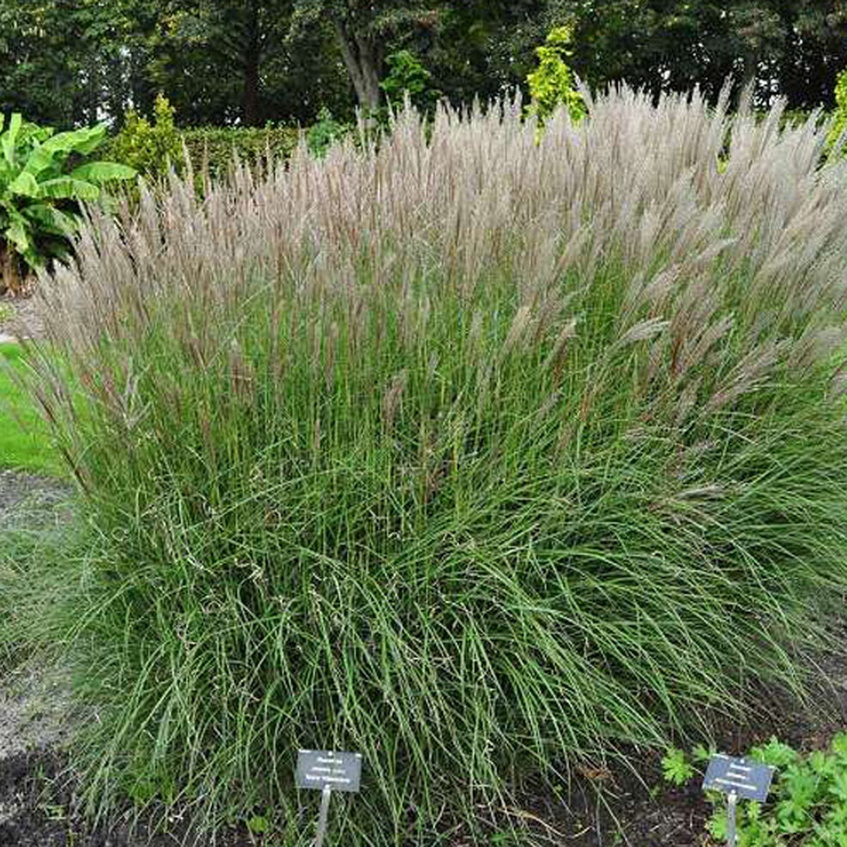 12 x Miscanthus sinensis 'Kleine Silberspinne' - Scherpgroen Pot 9x9cm -Elegantie in de Herfsttuin