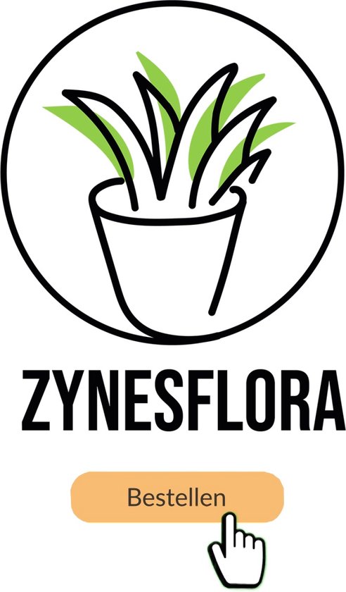 ZynesFlora - Italiaanse Kruidenplanten - 8 Stuks - Ø 12 cm - Hoogte: 12-15 cm - Buitenplant - Kamerplant - Tuinkruiden