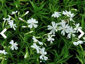 6 x PHLOX (S) 'CALVIDES WHITE' - VLAMBLOEM , KRUIPENDE VLAMBLOEM - pot 9 x 9 cm