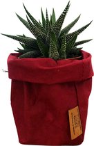 de Zaktus - Haworthia Big Band - vetplant - paperbag toscana - rood - maat M