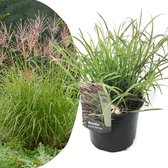 Plant in a Box - Miscanthus sinensis 'Red Chief' - Pot ⌀23cm - Hoogte ↕30-40cm - XL Siergras - Rood siergras - Tuinplant - Winterhard