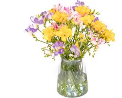 Gemixte Freesia’s (30 stelen)