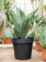 Plantenwinkel Agave Ferox M 100 cm tuinplant