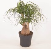 Kamerplant van Botanicly – Olifantenpoot – Hoogte: 60 cm, 3 takken – Beaucarnea recurvata