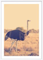 Poster Met Witte Lijst - Botswana Struisvogel Poster