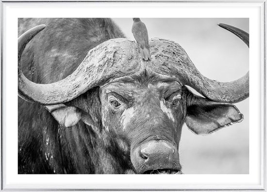 Poster Met Lijst - Oude Buffel Poster (21x30cm)