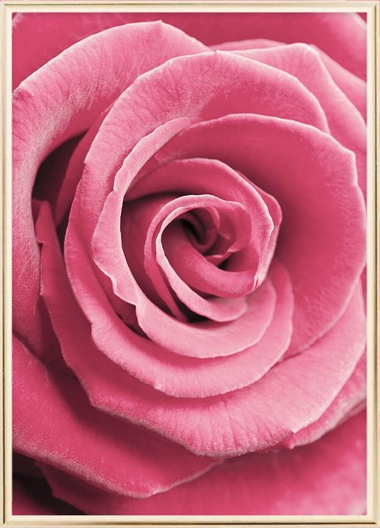 Poster Met Metaal Gouden Lijst - Roze Roos Poster