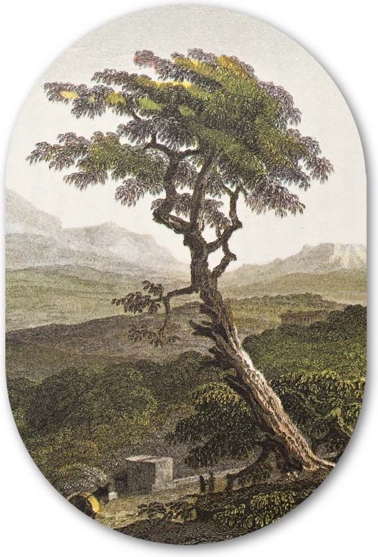 Wandovaal muursticker Sicilië Natuur - WallCatcher | Behangsticker 70x105 cm | Ovalen schilderij | Muurovaal Sicilian Tree