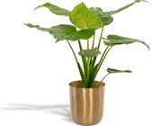 Alocasia Cucullata - Olifantsoor - 65cm hoog, ø19cm - Kamerplant in pot - Grote kamerplant - Luchtzuiverend - Vers van de kwekerij
